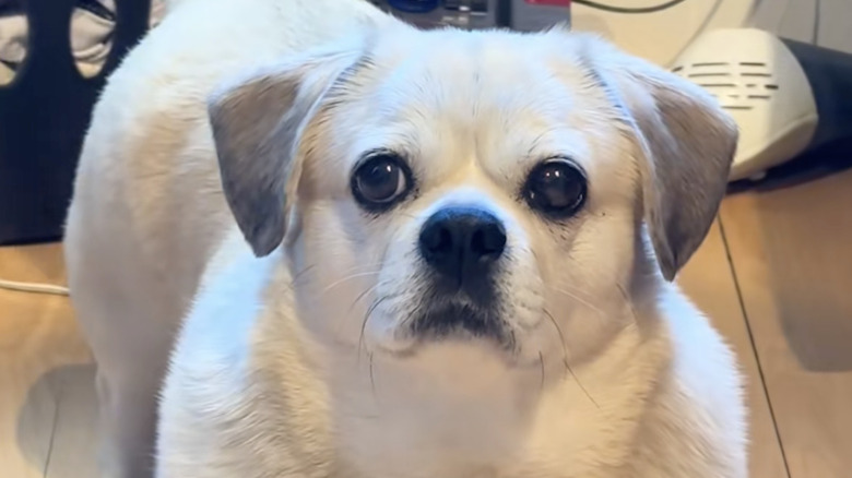 A dog named Miki on TikTok growls while getting his feet wiped.