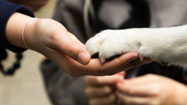 A human holding a dog's paw.