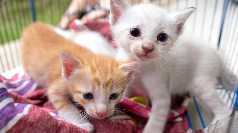 Two kittens with sad eyes in a cage.