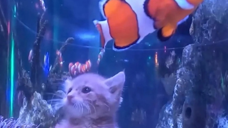 Kitten looks inside of an aquarium where a clownfish swims.