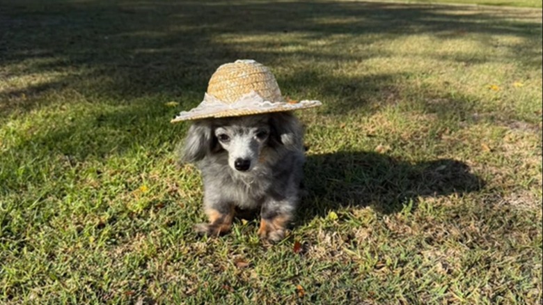 Small senior dog in grass wearing straw hat