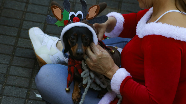 Woman putting antlers hat on dog