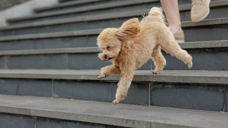 A blonde poodle running down a concrete staircase.