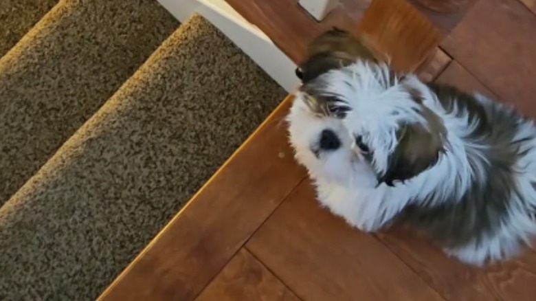 A small Shih Tzu standing at the top of a staircase