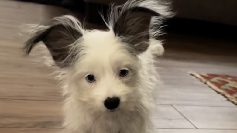 Sage the rescue mutt from TikTok has big fluffy ears.
