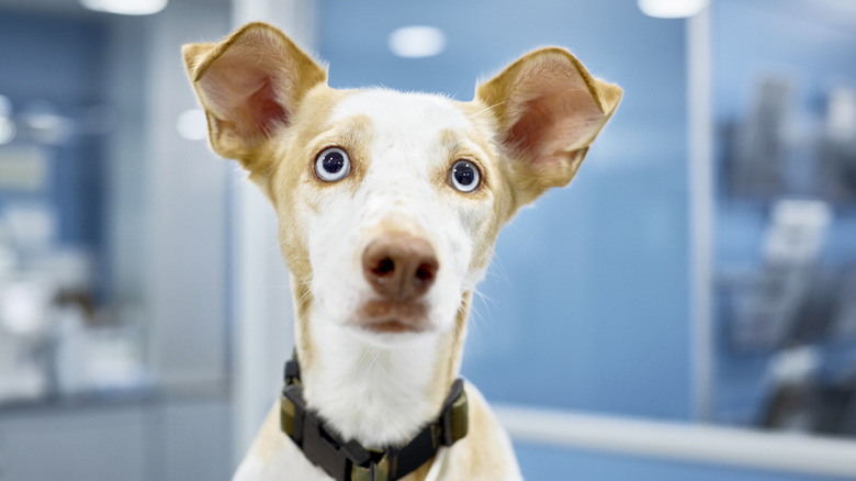 A dog with big ears and blue eyes.