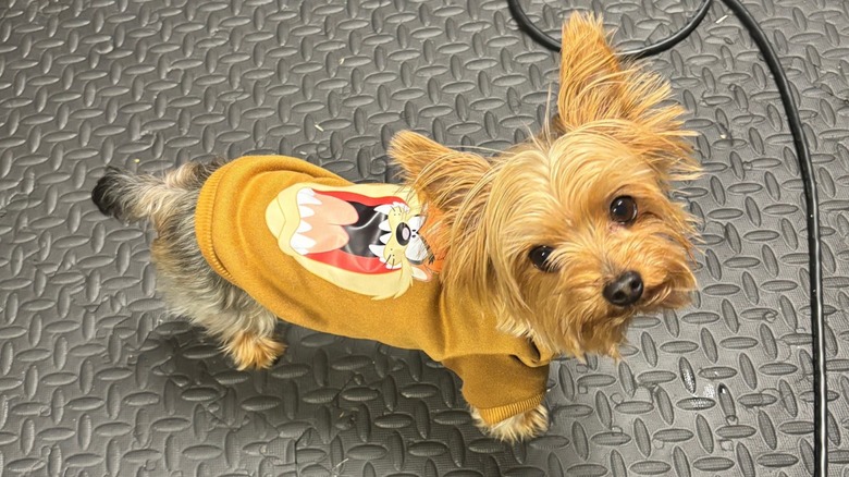 Yorkshire terrier in a Tasmanian Devil shirt