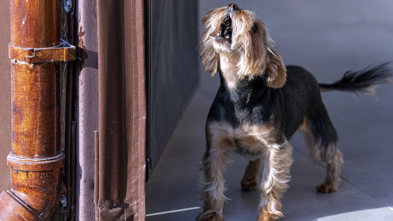 Yorkshire terrier barks in a doorway.
