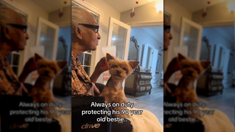 Yorkshire terrier sits on someone's lap.