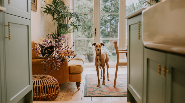 Whippet on a rug in a dining room