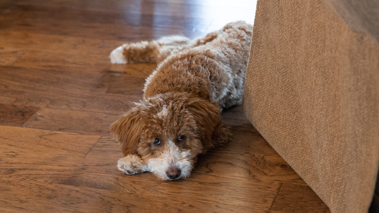 Goldendoodle lying on hardwood floor in living room
