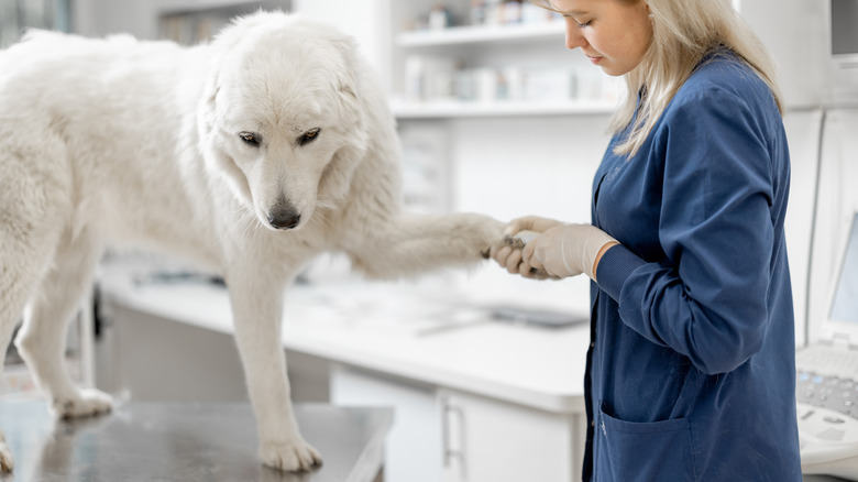 Female vet trimming big dog's nails