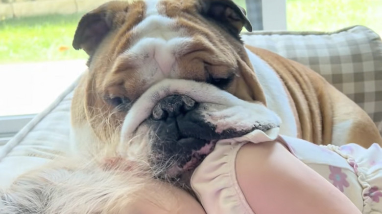 An English bulldog named Chow Chow on TikTok cuddles up with toddler.