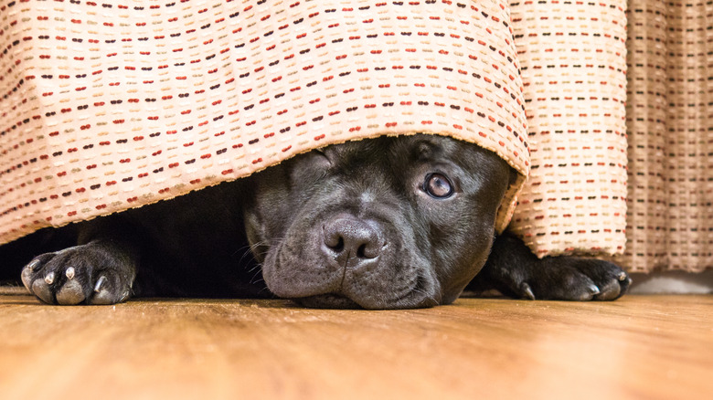 Dog hiding under a bed skirt.