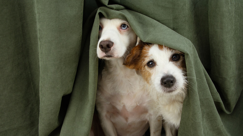 Two dogs hide under a curtain.