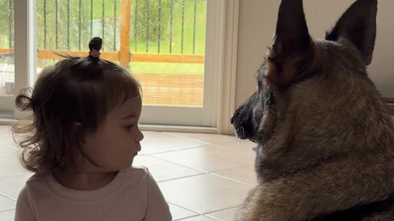 A toddler and a German shepherd watch the rain on Instagram.