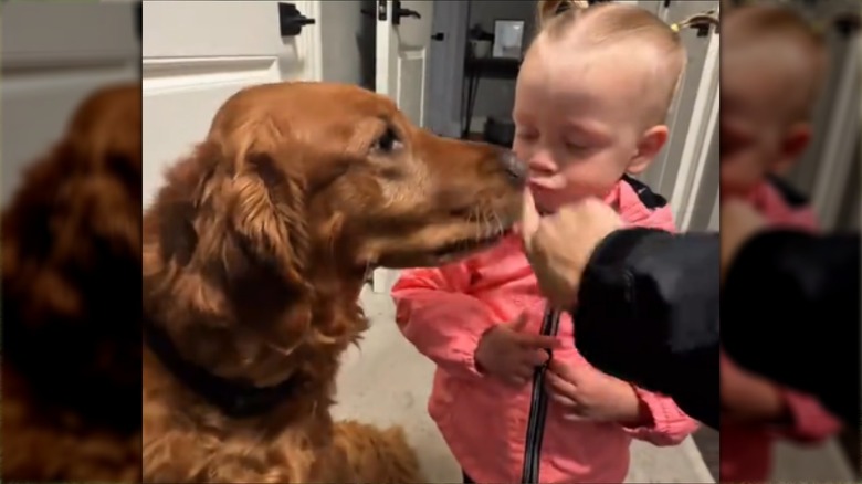Toddler girl in pink coat gets kissed by golden retriever