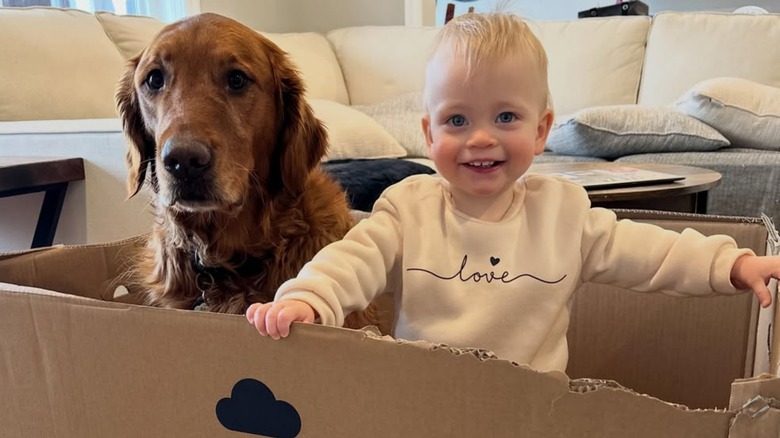 Golden retriever and toddler girl hang out in a box