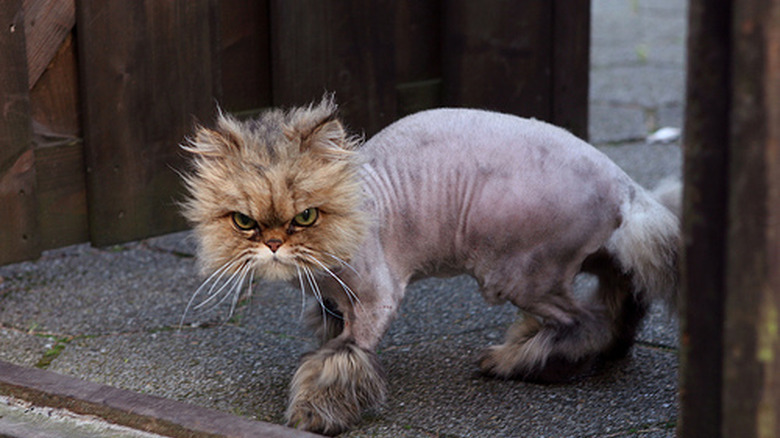 Top 10 Cats With Bad Haircuts
