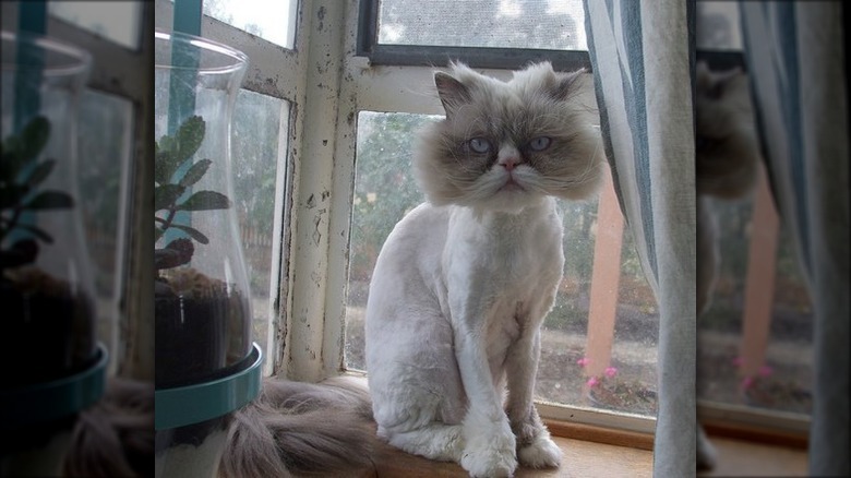 Top 10 Cats With Bad Haircuts