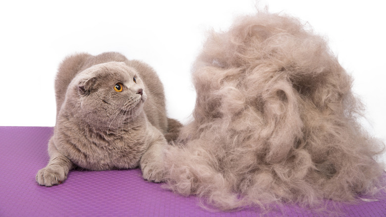 Top 10 Cats With Bad Haircuts