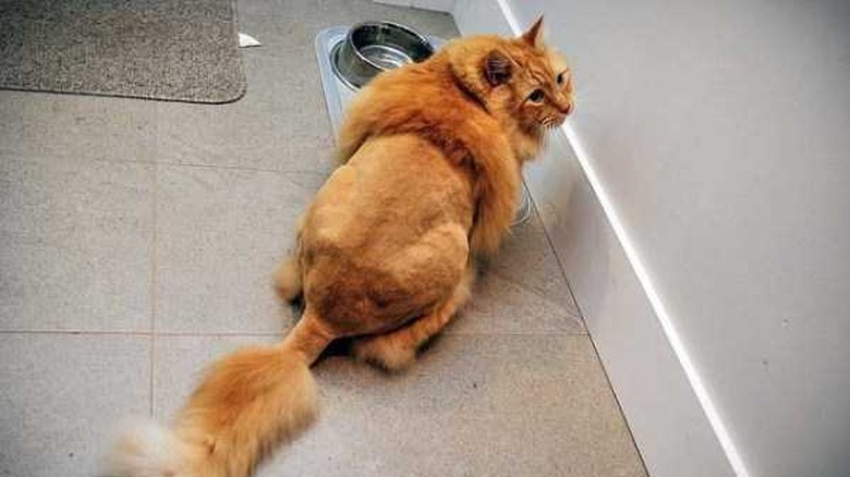 Top 10 Cats With Bad Haircuts