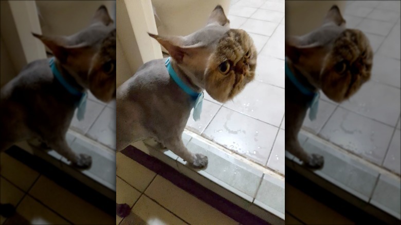 Top 10 Cats With Bad Haircuts