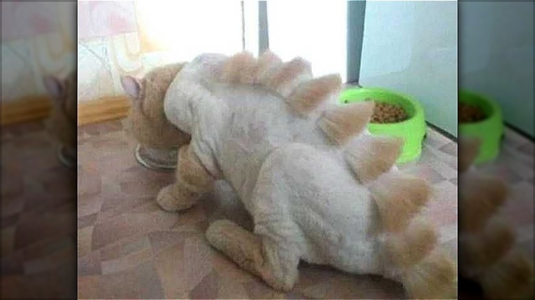 Top 10 Cats With Bad Haircuts