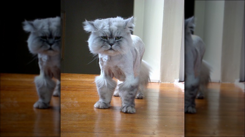 Top 10 Cats With Bad Haircuts