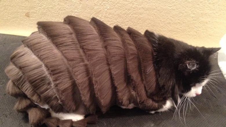 Top 10 Cats With Bad Haircuts