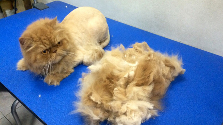 cat with mohawk