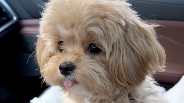 Rosie the toy maltipoo from TikTok has a tongue that always sticks out.