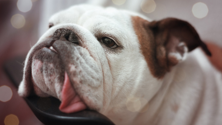 A bulldog-type dog with it's tongue drooping out.