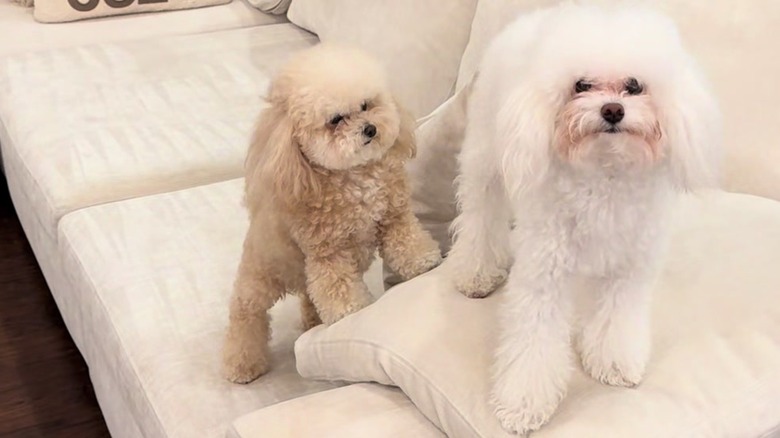 Apricot toy poodle stares angrily at white toy dog on a cream-colored couch.