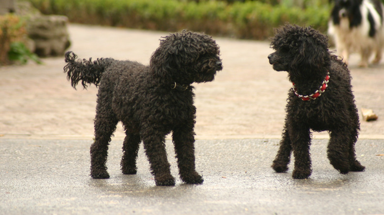 Two black poodles having a sibling stand-off