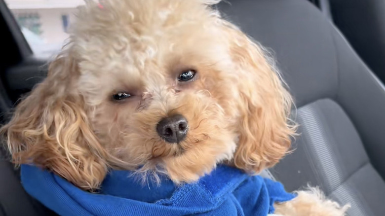 A toy poodle named Jaxx was totally unbothered being kicked out of a store on TikTok.