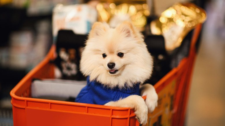 A cute, fluffy dog in a shopping cart at a store.