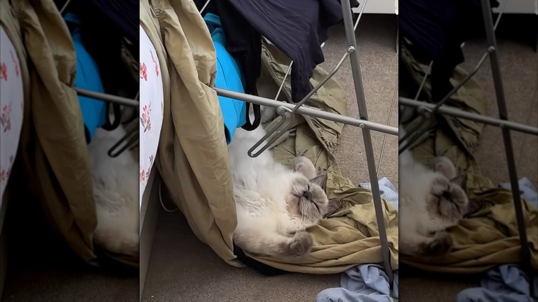 Sleeping ragdoll cat lying amidst the clean clothing of a tipped-over laundry rack