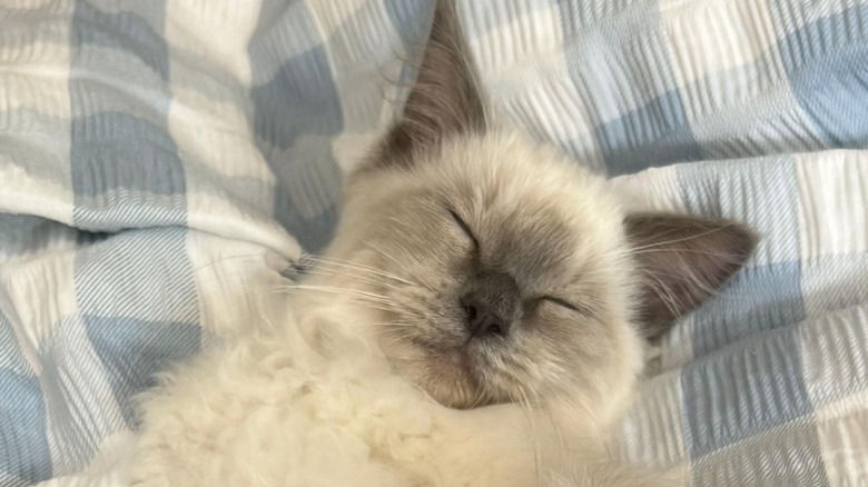 Sleeping ragdoll cat lying on a blanket