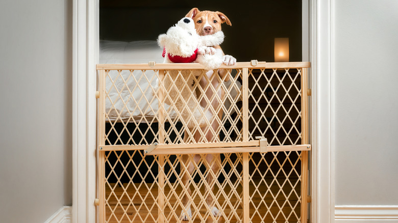Pit bull mix puppy on other side of doggy gate holding stuffed animal toy in its mouth