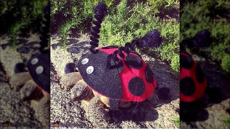 tortoise in ladybug costume