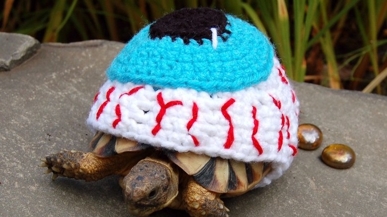tortoise in eyeball costume