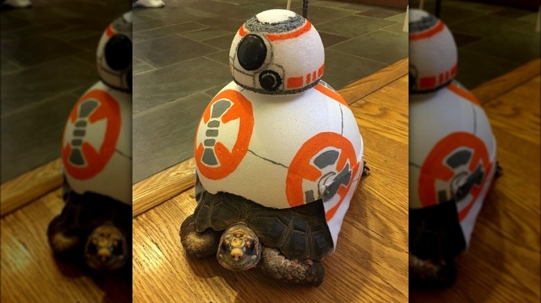tortoise in BB8 Star Wars costume