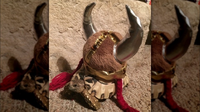 tortoise in viking costume