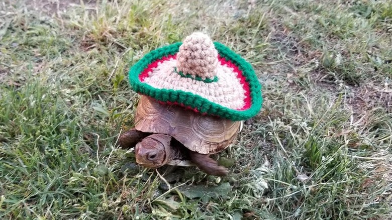 tortoise in crocheted sombrero