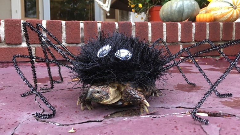 tortoise in spider costume