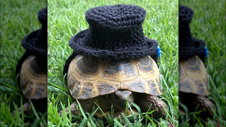 tortoise in crocheted top hat
