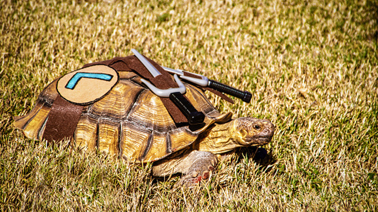Tortoise dressed as Leo from TMNT