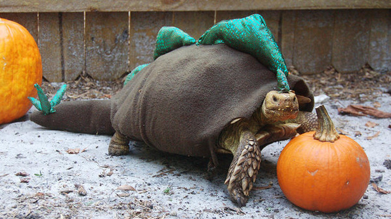 tortoise in dinosaur costume