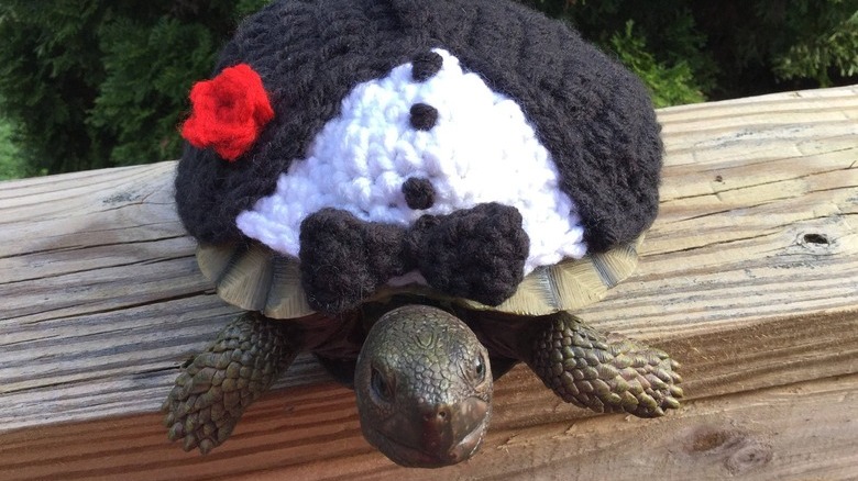 tortoise in crocheted tuxedo